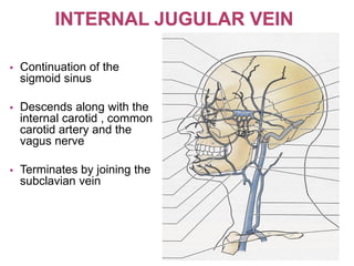  Continuation of the
sigmoid sinus
 Descends along with the
internal carotid , common
carotid artery and the
vagus nerve
 Terminates by joining the
subclavian vein
 
