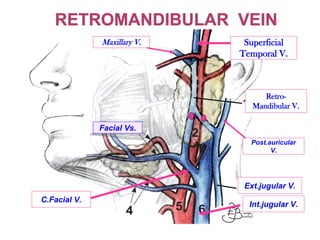 Retro-
Mandibular V.
Ext.jugular V.
Post.auricular
V.
C.Facial V.
Superficial
Temporal V.
Maxillary V.
Int.jugular V.
Facial Vs.
 