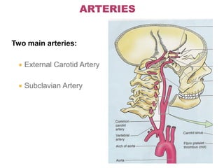 Two main arteries:
 External Carotid Artery
 Subclavian Artery
 