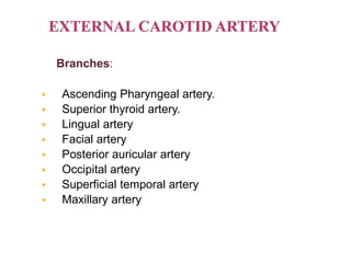 Branches:
 Ascending Pharyngeal artery.
 Superior thyroid artery.
 Lingual artery
 Facial artery
 Posterior auricular artery
 Occipital artery
 Superficial temporal artery
 Maxillary artery
 