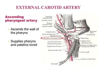 Ascending
pharyngeal artery
 Ascends the wall of
the pharynx
 Supplies pharynx
and palatine tonsil
 