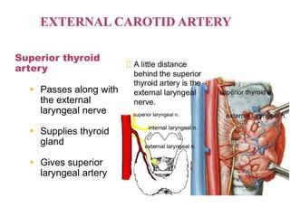 Superior thyroid
artery
 Passes along with
the external
laryngeal nerve
 Supplies thyroid
gland
 Gives superior
laryngeal artery
 
