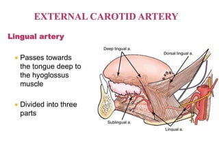 Lingual artery
 Passes towards
the tongue deep to
the hyoglossus
muscle
 Divided into three
parts
 