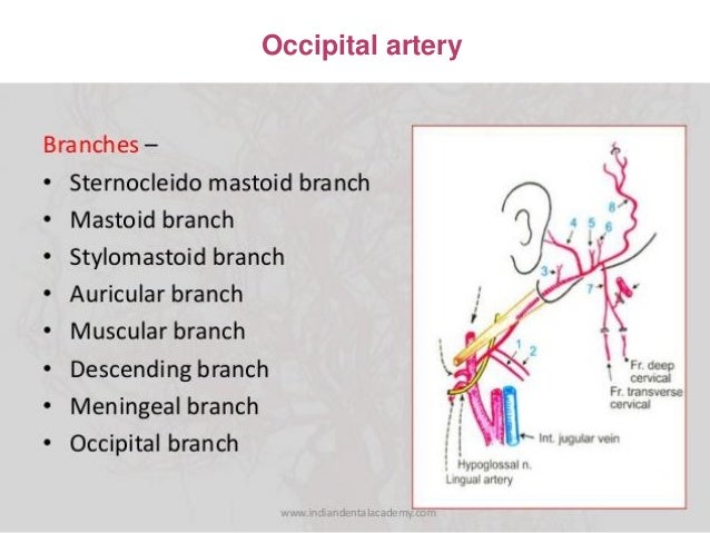 Head and neck blood vessels 2
