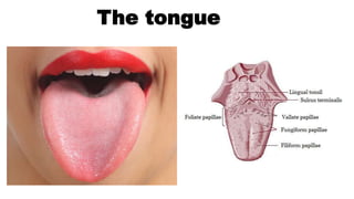 The tongue
 