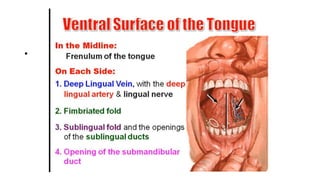 Introduction
• The tongue is a mass of muscle that is almost completely
covered by a mucous membrane. It occupies most of ...