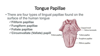 Muscles of the Tongue
The tongue is composed of two types of muscles:
• Intrinsic
• Extrinsic
 