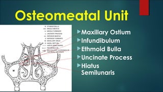 Osteomeatal Unit
Maxillary Ostium
Infundibulum
Ethmoid Bulla
Uncinate Process
Hiatus
Semilunaris
 