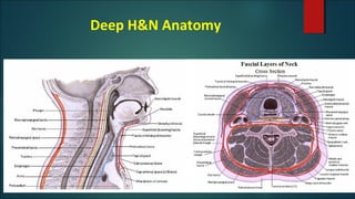 Deep H&N Anatomy
 