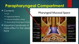 Parapharyngeal Compartment
 Contents
 Fat
 Trigeminal Nerve
 Internal Maxillary Artery
 Ascending Pharyngeal Artery
 important landmark of
mass effect in the deep
face
 