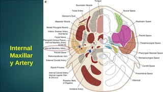 Internal
Maxillar
y Artery
 