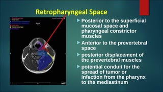 Retropharyngeal Space
 Posterior to the superficial
mucosal space and
pharyngeal constrictor
muscles
 Anterior to the prevertebral
space
 posterior displacement of
the prevertebral muscles
 potential conduit for the
spread of tumor or
infection from the pharynx
to the mediastinum
 