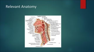 Relevant Anatomy
 