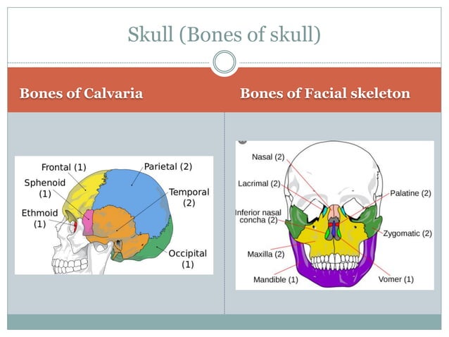Head and neck introduction and osteology part 1 | PDF