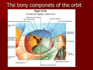 Anatomy of the HEAD AND NECK lecture 1.ppt