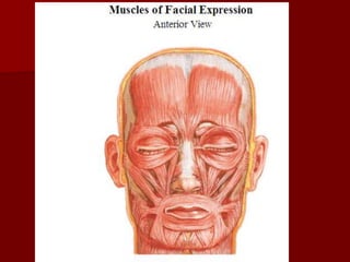 Anatomy of the HEAD AND NECK lecture 1.ppt