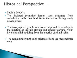  Sabin’s Model :
 The isolated primitive lymph sacs originate from
endothelial cells that bud from the veins during early
development.
 The two jugular lymph sacs were proposed to develop in
the junction of the sub-clavian and anterior cardinal veins
by endothelial budding from the anterior cardinal veins.
 The remaining lymph sacs originate from the mesonephric
vein
 