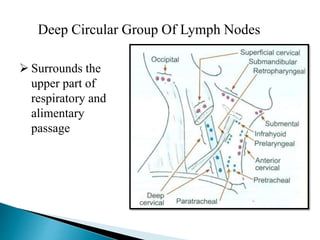 Deep Circular Group Of Lymph Nodes
 Surrounds the
upper part of
respiratory and
alimentary
passage
 
