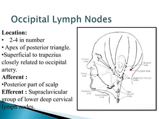 Location:
• 2-4 in number
• Apex of posterior triangle.
•Superficial to trapezius
closely related to occipital
artery.
Afferent :
•Posterior part of scalp
Efferent : Supraclavicular
group of lower deep cervical
lymph nodes.
 