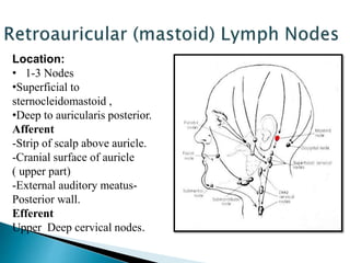 Location:
• 1-3 Nodes
•Superficial to
sternocleidomastoid ,
•Deep to auricularis posterior.
Afferent
-Strip of scalp above auricle.
-Cranial surface of auricle
( upper part)
-External auditory meatus-
Posterior wall.
Efferent
Upper Deep cervical nodes.
 