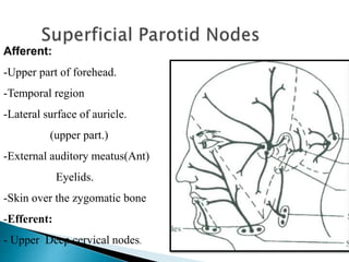 Afferent:
-Upper part of forehead.
-Temporal region
-Lateral surface of auricle.
(upper part.)
-External auditory meatus(Ant)
Eyelids.
-Skin over the zygomatic bone
-Efferent:
- Upper Deep cervical nodes.
 