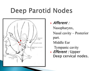  Afferent :
Nasopharynx,
Nasal cavity – Posterior
part.
Middle Ear
Tympanic cavity
 Efferent : Upper
Deep cervical nodes.
 