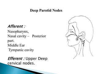 Afferent :
Nasopharynx,
Nasal cavity – Posterior
part.
Middle Ear
Tympanic cavity
Efferent : Upper Deep
cervical nodes.
Deep Parotid Nodes
 