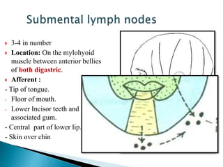  3-4 in number
 Location: On the mylohyoid
muscle between anterior bellies
of both digastric.
 Afferent :
- Tip of tongue.
- Floor of mouth.
- Lower Incisor teeth and
associated gum.
- Central part of lower lip.
- Skin over chin
 