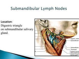 Location:
Digastric triangle
on submandibular salivary
gland.
 