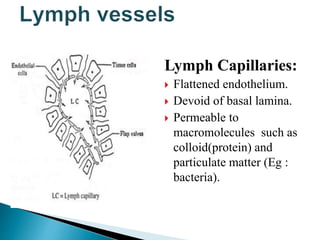Lymph Capillaries:
 Flattened endothelium.
 Devoid of basal lamina.
 Permeable to
macromolecules such as
colloid(protein) and
particulate matter (Eg :
bacteria).
 