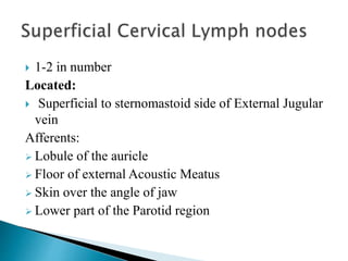  1-2 in number
Located:
 Superficial to sternomastoid side of External Jugular
vein
Afferents:
 Lobule of the auricle
 Floor of external Acoustic Meatus
 Skin over the angle of jaw
 Lower part of the Parotid region
 