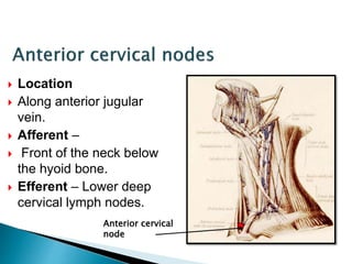  Location
 Along anterior jugular
vein.
 Afferent –
 Front of the neck below
the hyoid bone.
 Efferent – Lower deep
cervical lymph nodes.
Anterior cervical
node
 