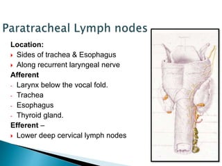 Location:
 Sides of trachea & Esophagus
 Along recurrent laryngeal nerve
Afferent
- Larynx below the vocal fold.
- Trachea
- Esophagus
- Thyroid gland.
Efferent –
 Lower deep cervical lymph nodes
 