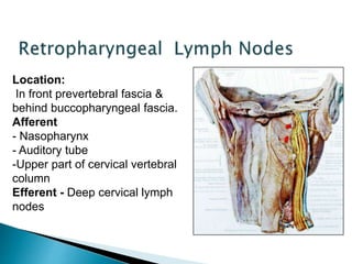 Location:
In front prevertebral fascia &
behind buccopharyngeal fascia.
Afferent
- Nasopharynx
- Auditory tube
-Upper part of cervical vertebral
column
Efferent - Deep cervical lymph
nodes
 