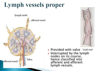  Provided with valves.
 Interrupted by the lymph
nodes on its course,
hence classified into
afferent and efferent
lymph vessels.
 