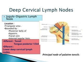  Jugulo-Digastric Lymph
Node
•Afferent : Tonsil
Tongue posterior 1/3rd
•Efferent :
Lower deep cervical lymph
nodes.
Location :
•Triangular area .
•Bounded by :
•Posterior belly of
digastric.
•Facial vein
•Internal Jugular Vein.
Principal node of palatine tonsils.
 