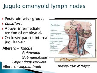  Posteroinferior group.
 Location :
 Above intermediate
tendon of omohyoid.
 On lower part of internal
jugular vein.
Afferent – Tongue
Submental
Submandibular
Upper deep cervical.
Efferent - Jugular trunk Principal node of tongue.
 