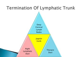 Deep
Cervical
Lymph
Nodes
Right
Lymphatic
Duct
Jugular
trunk
Thoracic
Duct
 
