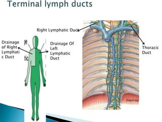 Drainage
of Right
Lymphati
c Duct
Drainage Of
Left
Lymphatic
Duct
Right Lymphatic Duct
Thoracic
Duct
 