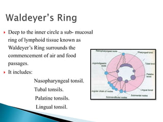  Deep to the inner circle a sub- mucosal
ring of lymphoid tissue known as
Waldeyer’s Ring surrounds the
commencement of air and food
passages.
 It includes:
Nasopharyngeal tonsil.
Tubal tonsils.
Palatine tonsils.
Lingual tonsil.
 