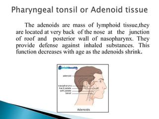 The adenoids are mass of lymphoid tissue,they
are located at very back of the nose at the junction
of roof and posterior wall of nasopharynx. They
provide defense against inhaled substances. This
function decreases with age as the adenoids shrink.
 
