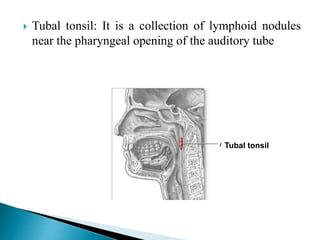  Tubal tonsil: It is a collection of lymphoid nodules
near the pharyngeal opening of the auditory tube
Tubal tonsil
 