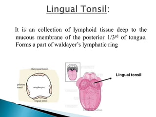 It is an collection of lymphoid tissue deep to the
mucous membrane of the posterior 1/3rd of tongue.
Forms a part of waldayer’s lymphatic ring
Lingual tonsil
 