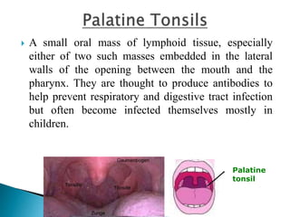  A small oral mass of lymphoid tissue, especially
either of two such masses embedded in the lateral
walls of the opening between the mouth and the
pharynx. They are thought to produce antibodies to
help prevent respiratory and digestive tract infection
but often become infected themselves mostly in
children.
Palatine
tonsil
 