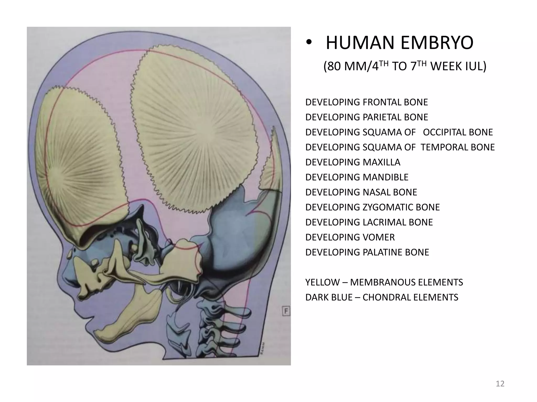 Head and neck osteology | PPTX