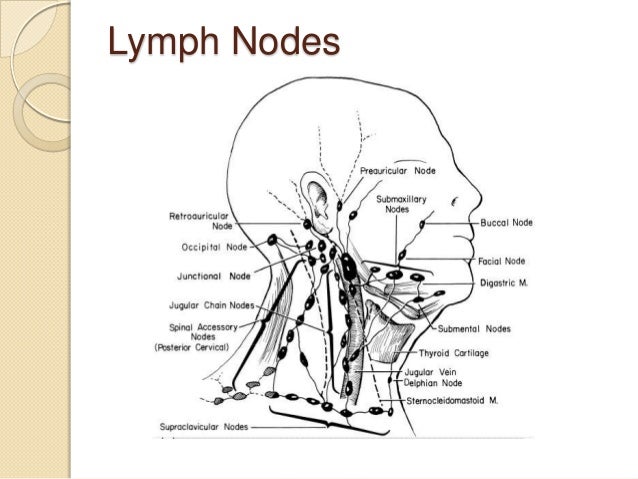 Lymph Nodes Location Driverlayer Search Engine