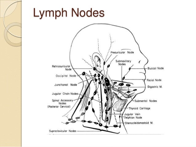 lymph nodes groin diagram diagram showing lymph nodes diagram showing liver lymph nodes groin diagram diagram showing lymph nodes diagram showing liver