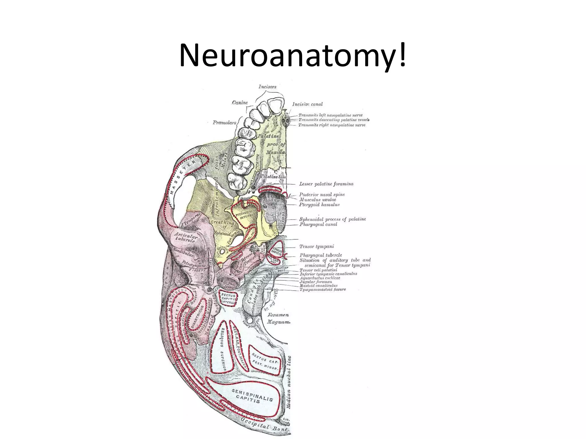 Neuroanatomy!