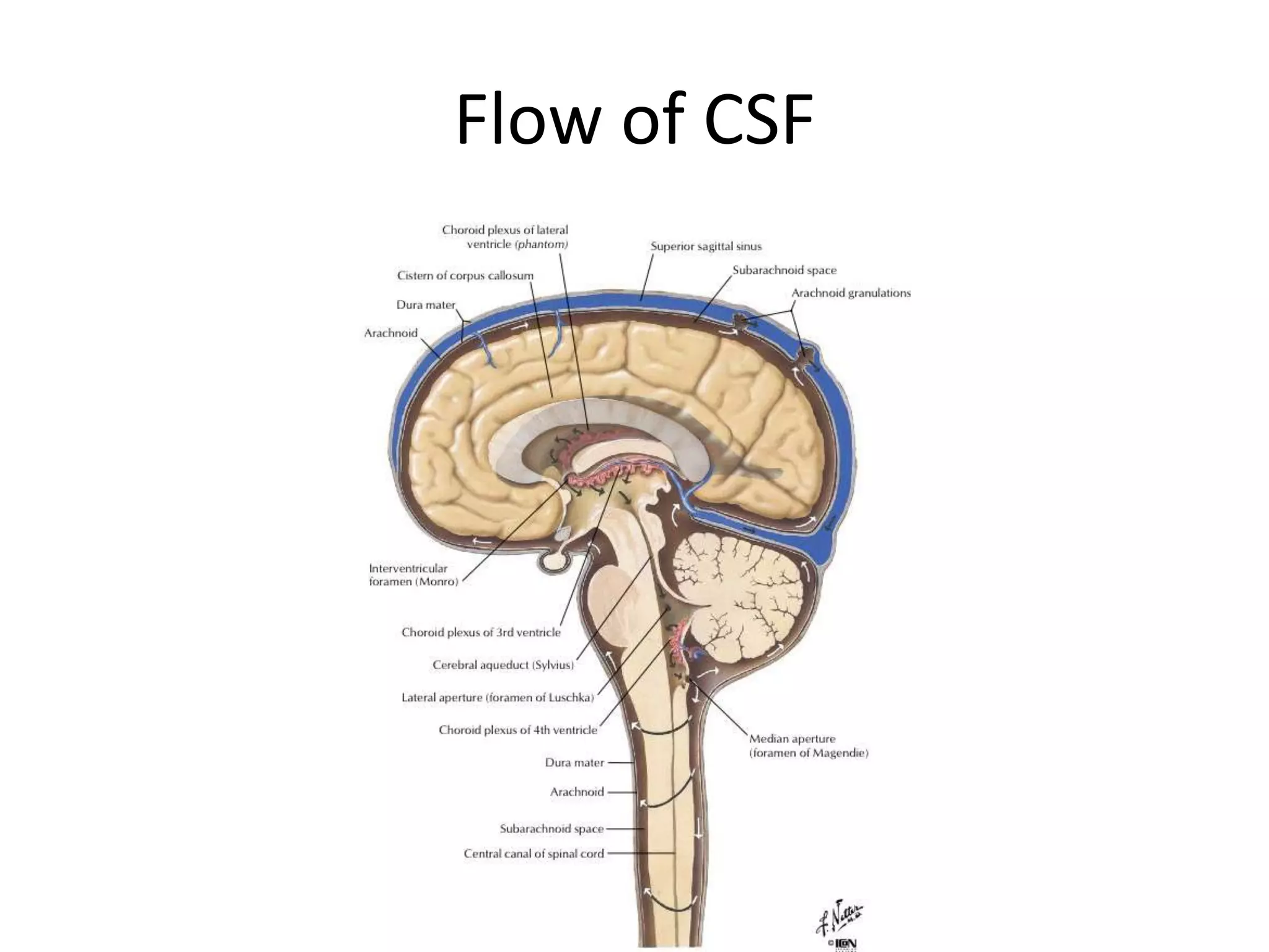 Flow of CSF