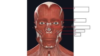 HEAD, FACE AND NECK PRACTICAL-1.pptx to you | PPTX